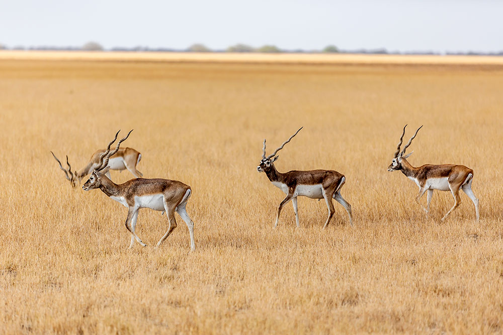 Velavadar Blackbuck Sanctuary Tour Package – 2 Nights / 3 Days